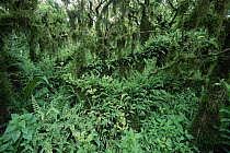 Scalesia (Scalesia sp) forest, fern laden understory during cold season, highlands of Santa Cruz Island, Galapagos Islands, Ecuador