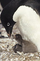 Adelie Penguin (Pygoscelis adeliae) with newly hatched chick begging for food, Peterson Island, Wilkes Land, east Antarctica