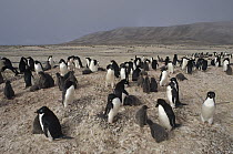 Adelie Penguin (Pygoscelis adeliae) colony shrouded in summer fog, Possession Island, Ross Sea, Antarctica