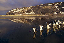 Adelie Penguin (Pygoscelis adeliae) group commuting across algae stained summer melt pool, Cape Adare, Ross Sea, Antarctica