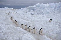 Adelie Penguin (Pygoscelis adeliae) group commuting to colony across fast ice, Franklin Island, Ross Sea, Antarctica