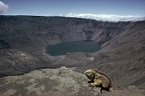 Galapagos Land Iguana (Conolophus subcristatus) overlooking 1, 000 meters deep volcanic caldera, Fernandina Island, Galapagos Islands, Ecuador
