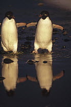 Adelie Penguin (Pygoscelis adeliae) pair commuting across algae stained summer melt pool, Cape Adare, Ross Sea, Antarctica
