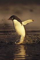 Adelie Penguin (Pygoscelis adeliae) commuting across algae stained summer melt pool, Cape Adare, Ross Sea, Antarctica