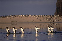 Adelie Penguin (Pygoscelis adeliae) group commuting across algae stained summer melt pool, Cape Adare, Ross Sea, Antarctica