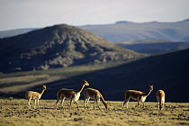 Vicuna (Vicugna vicugna) wild Andean camelid, family herd on high altiplano region, Pampa Galeras Nature Reserve, Peru