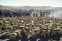 Vicuna (Vicugna vicugna) Chacu yearly round-up, native community profits from highly valuable wool, Pampa Galeras Nature Reserve, Peru