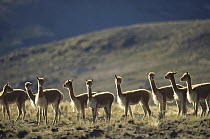 Vicuna (Vicugna vicugna) wild Andean camelid, non-territorial bachelor herd, Pampa Galeras Nature Reserve, Peru