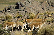 Vicuna (Vicugna vicugna) wild high Andean camelid, family herd, Pampa Galeras Nature Reserve, Peru