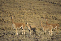 Vicuna (Vicugna vicugna) wild Andean camelid, family herd on high altiplano region, Pampa Galeras Nature Reserve, Peru