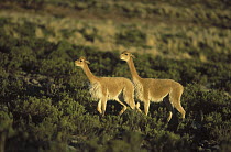 Vicuna (Vicugna vicugna) wild Andean camelid, aggressive posturing, Pampa Galeras Nature Reserve, Peru