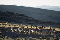 Vicuna (Vicugna vicugna) wild Andean camelid, non-territorial bachelor male herd, Pampa Galeras Nature Reserve, Peru