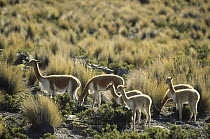 Vicuna (Vicugna vicugna) wild Andean camelid, family herd, Pampas Galeras Nature Reserve, Peru