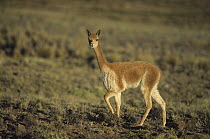 Vicuna (Vicugna vicugna) wild camelid of high Andes, exploited for its extremely fine wool, Pampa Galeras Nature Reserve, Peru