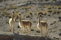 Vicuna (Vicugna vicugna) wild camelid of high Andes exploited for its extremely fine wool, Pampa Galeras Nature Reserve, Peru