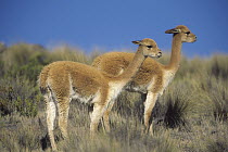 Vicuna (Vicugna vicugna) pair, wild Andean camelid prized for extremely fine wool, Aguada Blanca Nature Reserve, Peru