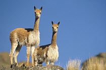 Vicuna (Vicugna vicugna) pair, a wild camelid of the high Andes exploited for its extremely fine wool, Pampas Galeras Nature Reserve, Peru