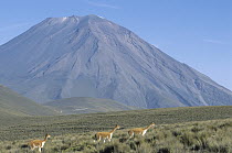 Vicuna (Vicugna vicugna) family herd with volcanic mists in background, 5,820 meters elevation, Aguada Blanca Nature Reserve, Peru