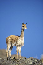 Vicuna (Vicugna vicugna) wild Andean camelid on high Andes exploited for its extremely fine wool, portrait, Pampa Galeras Nature Reserve, Peru