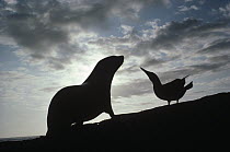Galapagos Fur Seal (Arctocephalus galapagoensis) pup and Blue-footed Booby (Sula nebouxii) displaying mutual interest, Fernandina Island, Galapagos Islands, Ecuador