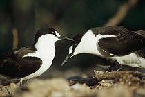 Sooty Tern (Onychoprion fuscatus) pair courting, easternmost Pacific Ocean colony, Culpepper Island, Galapagos Islands, Ecuador