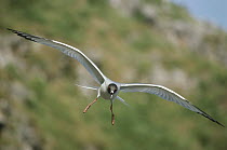 Swallow-tailed Gull (Creagrus furcatus) flying, approaching nesting cliff, Tower Island, Galapagos Islands, Ecuador