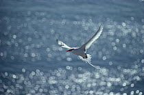 Swallow-tailed Gull (Creagrus furcatus) flying, showing predominantly white coloration, Wenman Island, Galapagos Islands, Ecuador