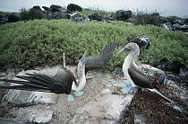 Blue-footed Booby (Sula nebouxii) pair in courtship display, Punta Suarez, Hood Island, Galapagos Islands, Ecuador