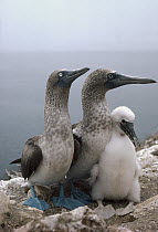 Blue-footed Booby (Sula nebouxii) pair with chick, Daphne Island, Galapagos Islands, Ecuador