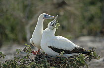 Red-footed Booby (Sula sula) white morph pair building nest in tree, Culpepper Island, Galapagos Islands, Ecuador