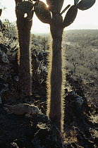 Santa Fe Land Iguana (Conolophus pallidus) males in Opuntia (Opuntia sp) cactus, Santa Fe Island, Galapagos Islands, Ecuador