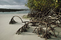 Red Mangrove (Rhizophora mangle) aerial root props growing in sand, Tortuga Bay, Santa Cruz Island, Galapagos Islands, Ecuador