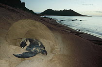 Green Sea Turtle (Chelonia mydas) female nesting at dawn, Bartolome Island, Galapagos Islands, Ecuador
