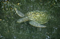 Green Sea Turtle (Chelonia mydas) endangered, Galapagos Islands, Ecuador