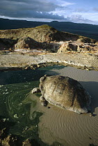 Galapagos Giant Tortoise (Chelonoidis nigra) wallowing in seasonal pool on caldera rim, Alcedo Volcano, Isabella Island, Galapagos Islands, Ecuador