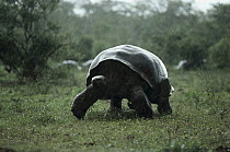 Galapagos Giant Tortoise (Chelonoidis nigra) in rainy season downpour on caldera floor, Alcedo Volcano, Isabella Island, Galapagos Islands, Ecuador
