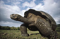 Galapagos Giant Tortoise (Chelonoidis nigra) large male in rainy season, caldera floor, Alcedo Volcano, Isabella Island, Galapagos Islands, Ecuador