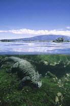 Marine Iguana (Amblyrhynchus cristatus) underwater feeding on algae in tidal shallows, Punta Espinoza, Fernandina Island, Galapagos Islands, Ecuador