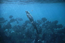 Marine Iguana (Amblyrhynchus cristatus) large male swimming to the surface amid schooling Dusky Chubs (Girella freminvillei), Cape Douglas, Fernandina Island, Galapagos Islands, Ecuador