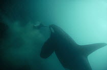 Orca (Orcinus orca) male eating Stingray (Dasyatis sp), Santa Cruz Island, Galapagos Islands, Ecuador