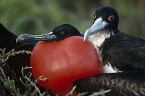 Great Frigatebird (Fregata minor) male in courtship display with extended gular pouch with female, Tower Island, Galapagos Islands, Ecuador