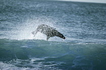 Galapagos Sea Lion (Zalophus wollebaeki) body surfing, Seymour Island, Galapagos Islands, Ecuador