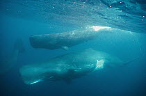 Sperm Whale (Physeter macrocephalus) pod of females in deep offshore waters, Galapagos Islands, Ecuador