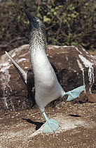 Blue-footed Booby (Sula nebouxii) courtship dance, Punta Suarez, Hood Island, Galapagos Islands, Ecuador