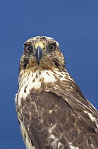 Galapagos Hawk (Buteo galapagoensis) juvenile, portrait, Seymour Island, Galapagos Islands, Ecuador