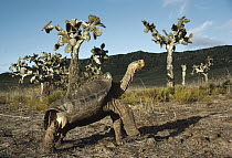Galapagos Giant Tortoise (Chelonoidis nigra) old male in arid habitat among Opuntia cacti, caldera floor, Pinzon Island, Galapagos Islands, Ecuador
