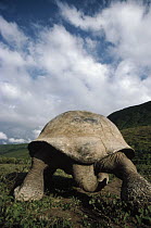Galapagos Giant Tortoise (Chelonoidis nigra) rear view, Alcedo Volcano, Isabella Island, Galapagos Islands, Ecuador