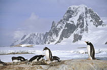 Gentoo Penguin (Pygoscelis papua) nesting colony on granite outcrop, Petermann Island, Antarctic Peninsula, Antarctica