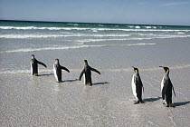 King Penguin (Aptenodytes patagonicus) commuters on landing beach near nesting colony, Volunteer Point, Falkland Islands