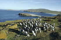 Rockhopper Penguin (Eudyptes chrysocome) commuting flock returning to rookery, New Island, Falkland Islands